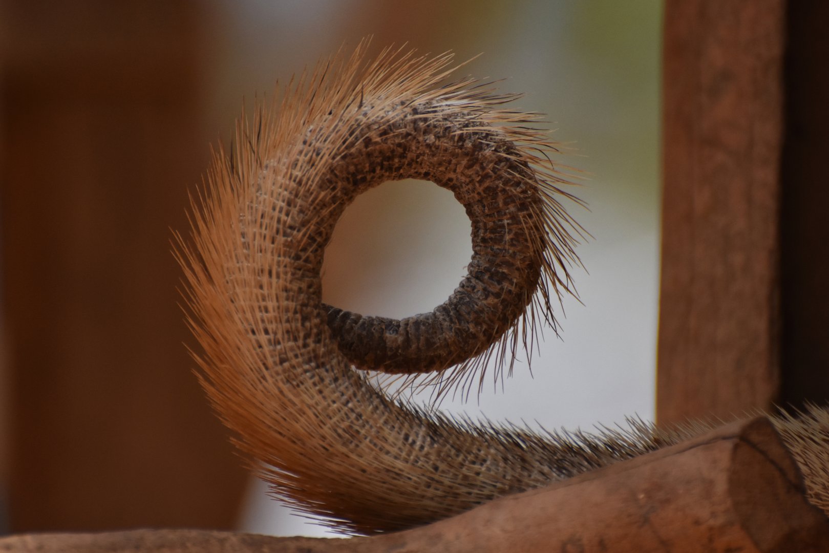 Brazilian Porcupine tail (Coendou prehensilis)