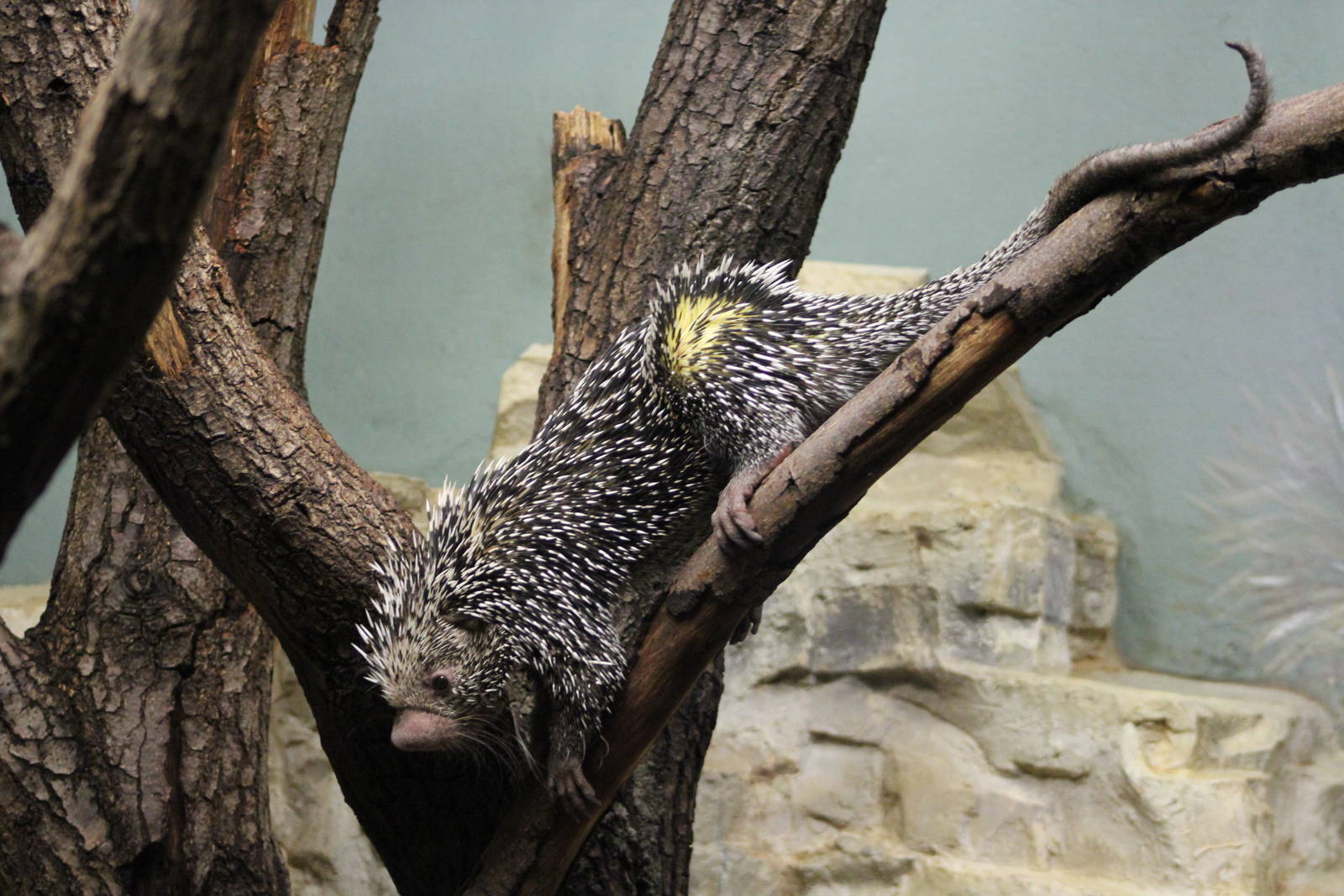 Brazilian porcupine