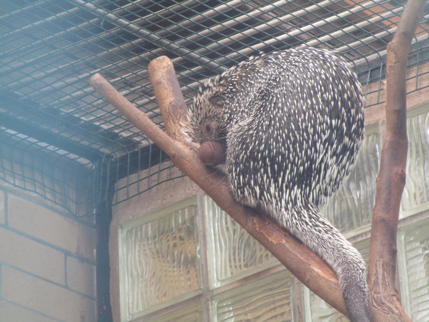Brazilian Porcupine