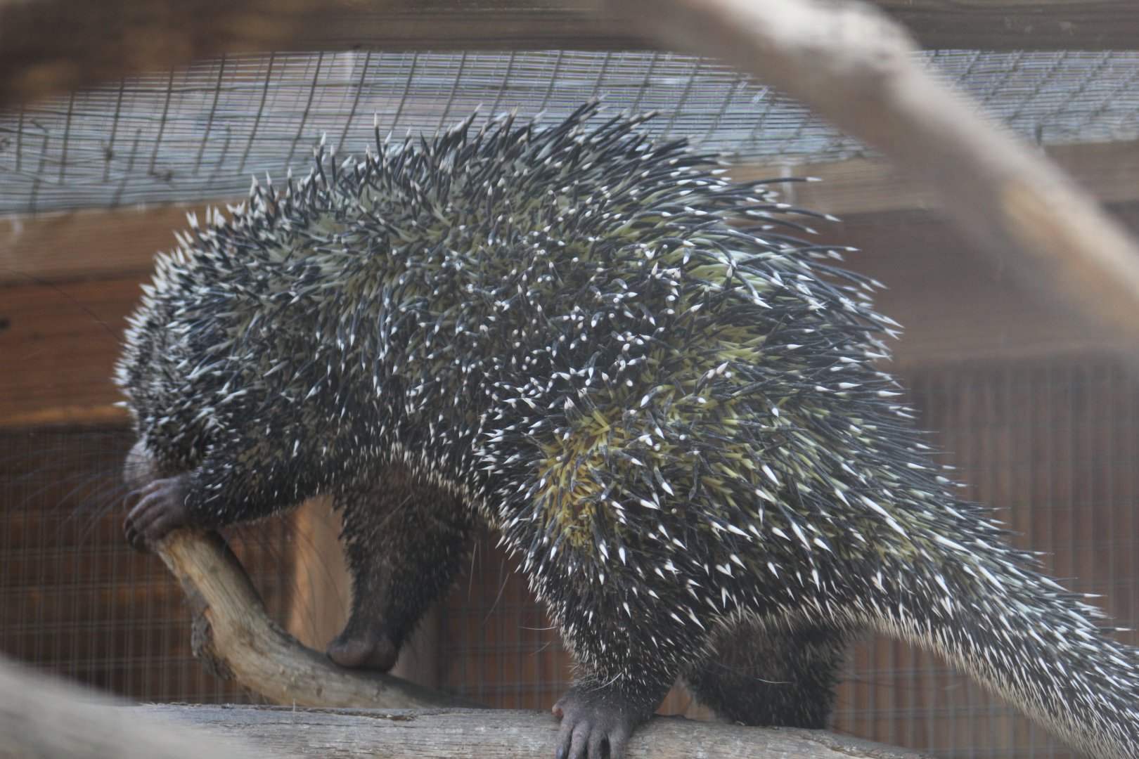 Brazilian Porcupine
