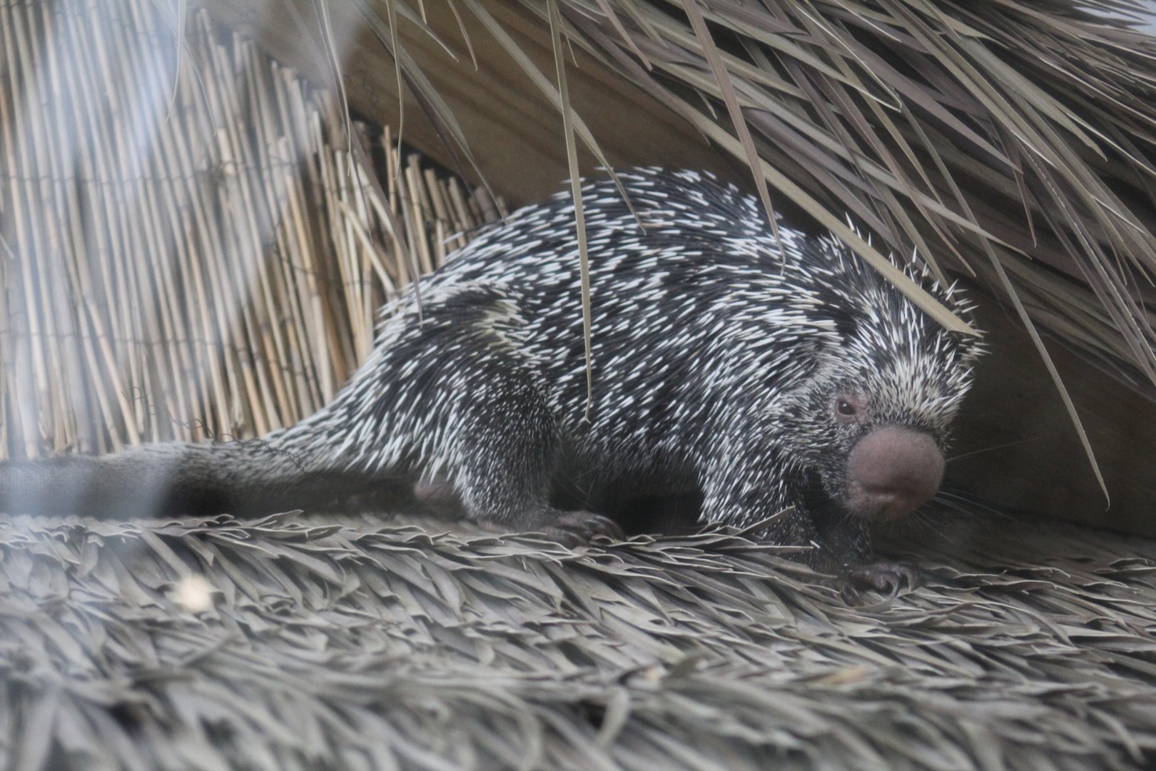 Brazilian Porcupine