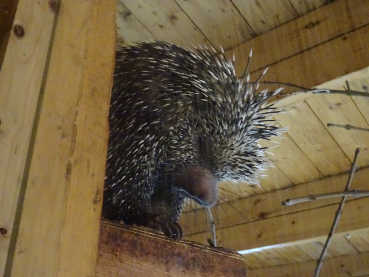 Brazilian Porcupine