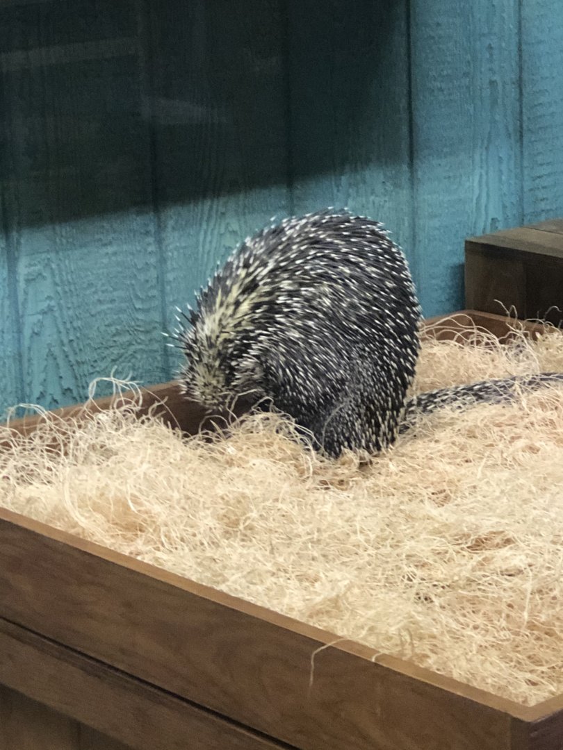 Brazilian Porcupine