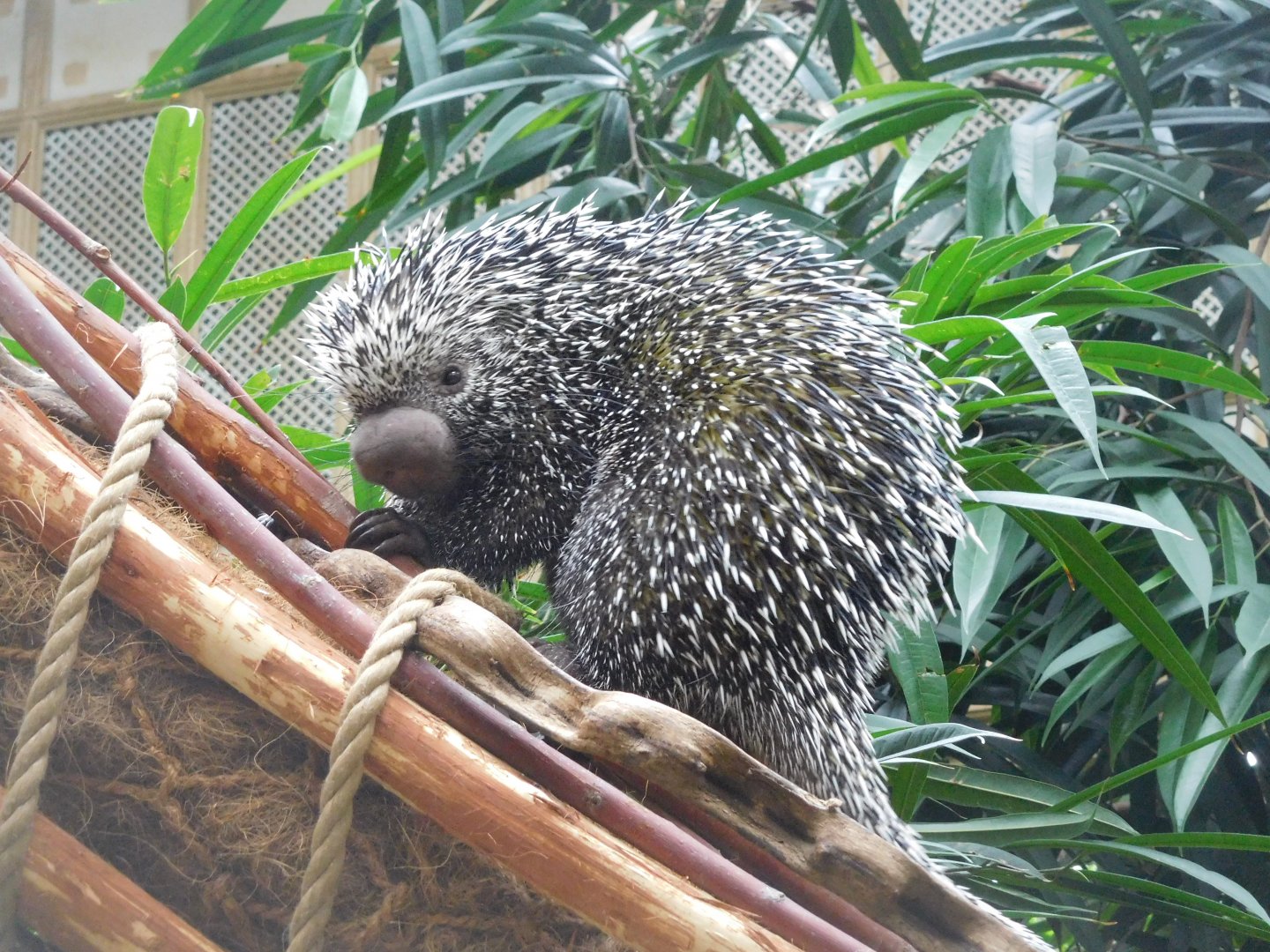 Brazilian porcupine