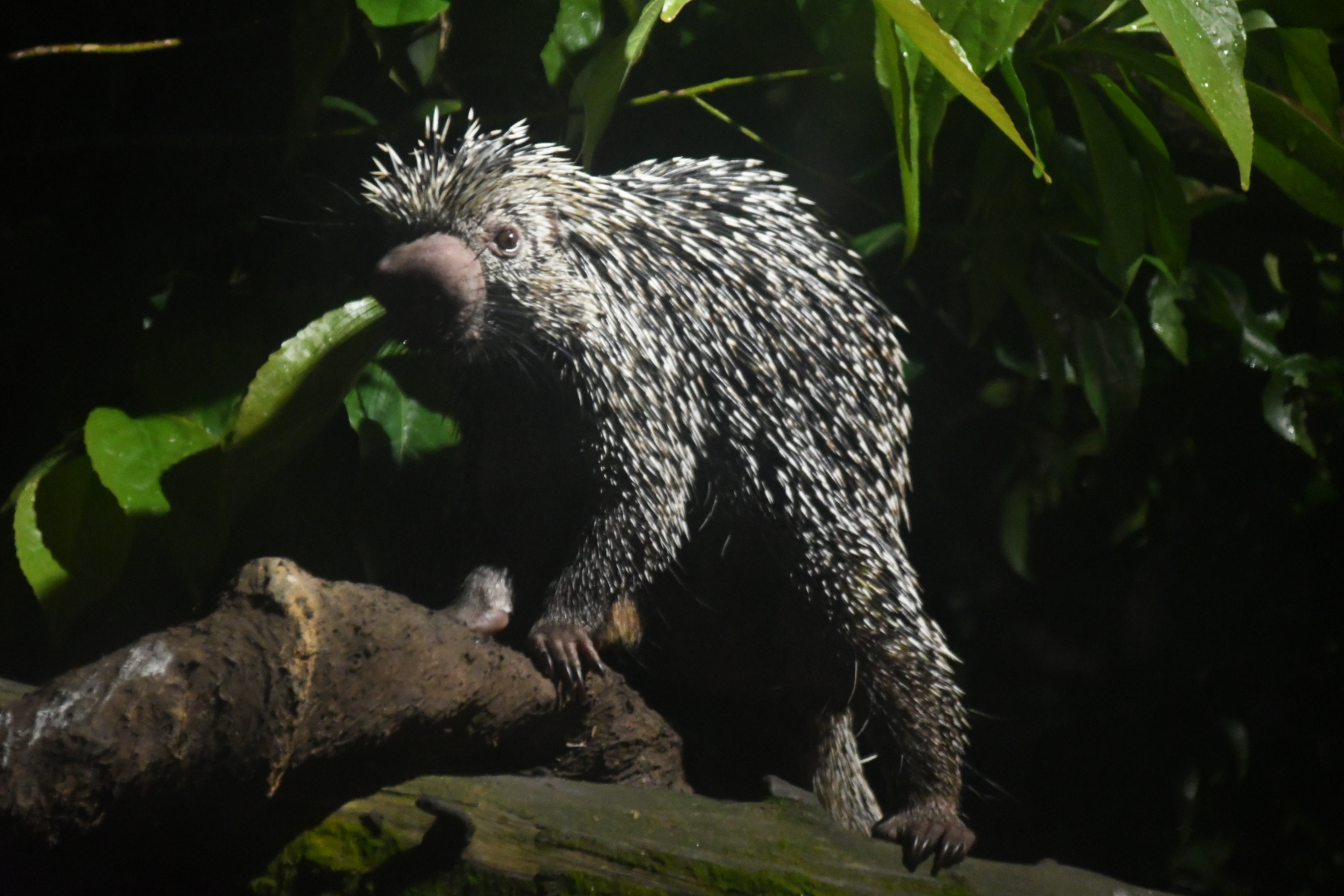 Brazilian porcupine