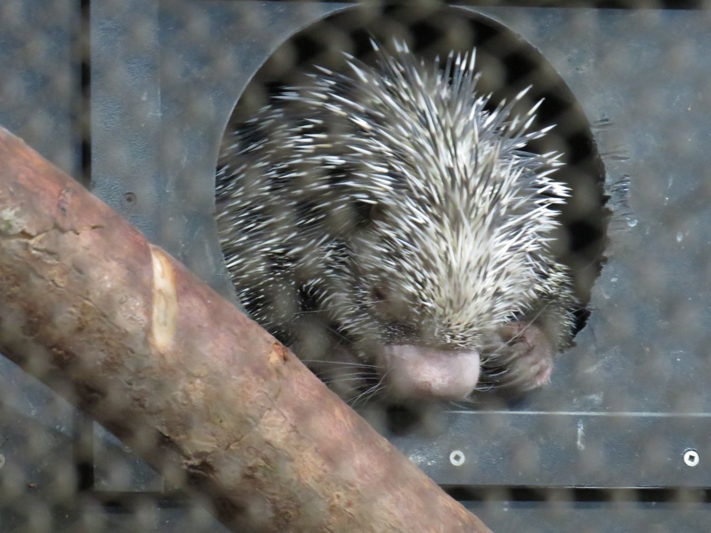 Brazilian porcupine