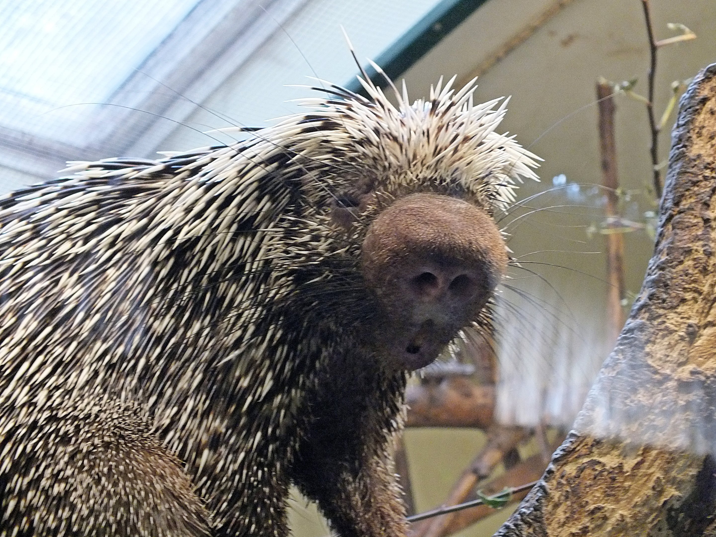 Brazilian porcupine