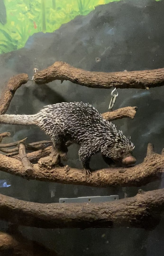 Brazilian Porcupine
