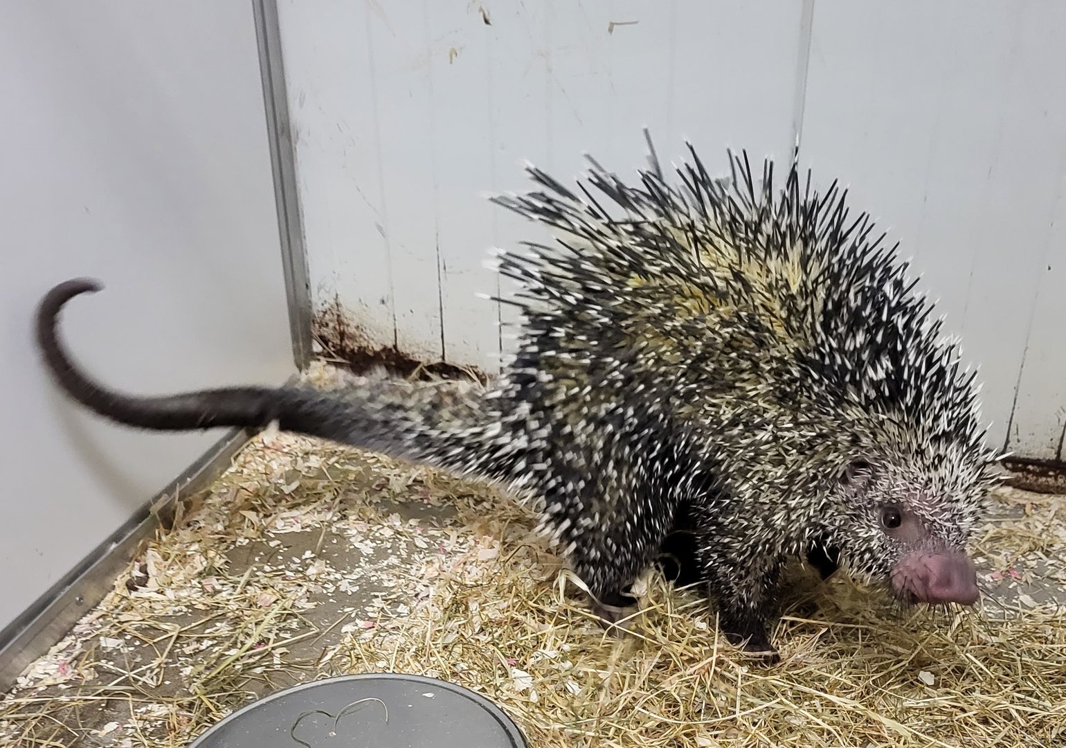 Brazilian porcupine