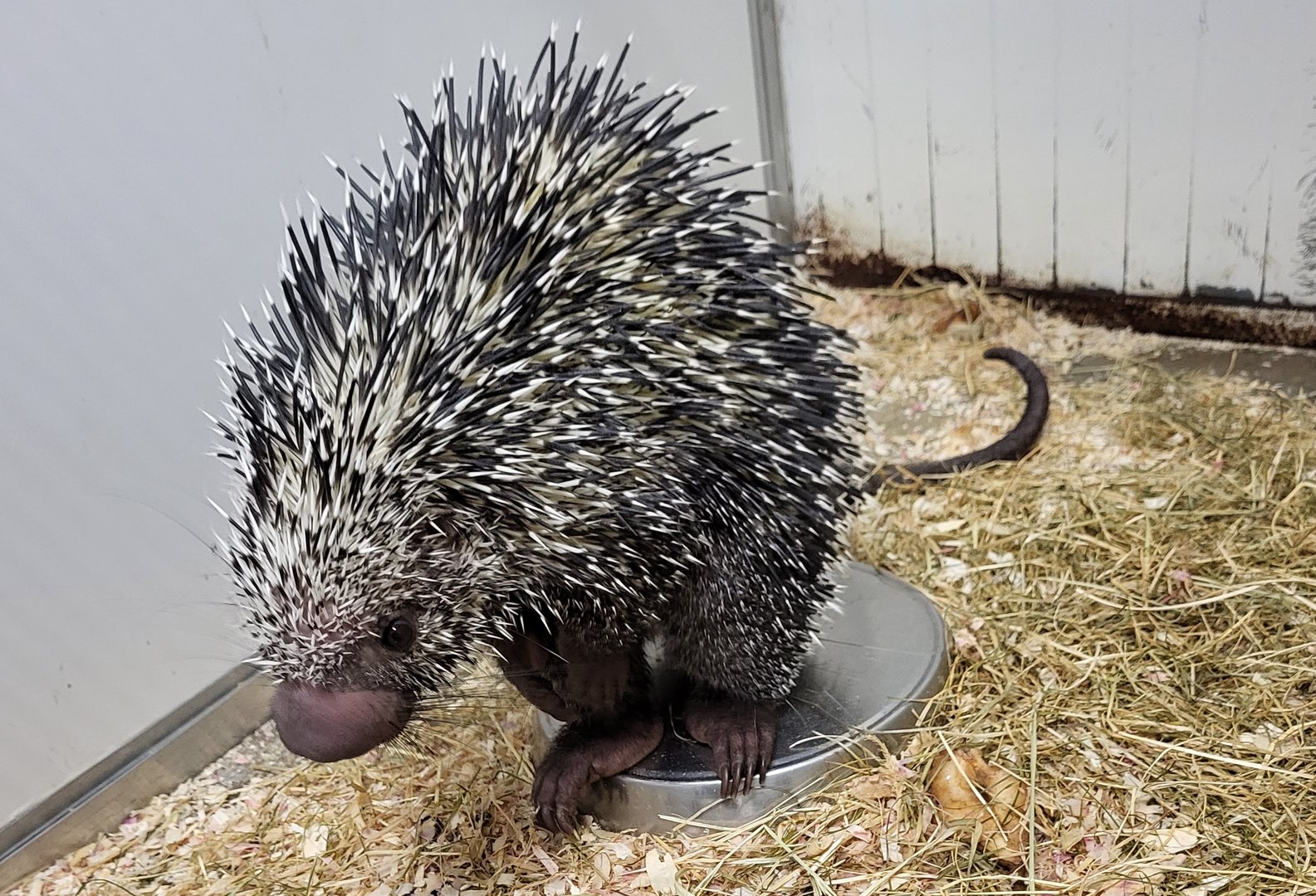 Brazilian porcupine
