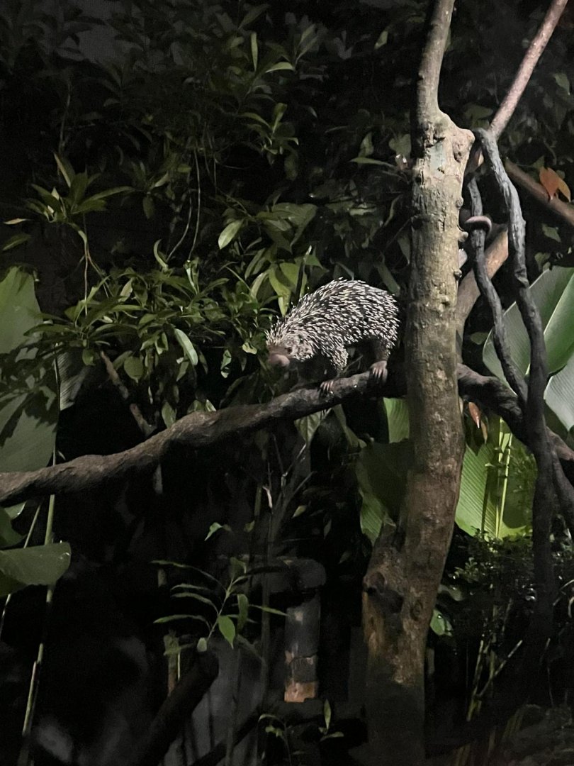 Brazilian Porcupine