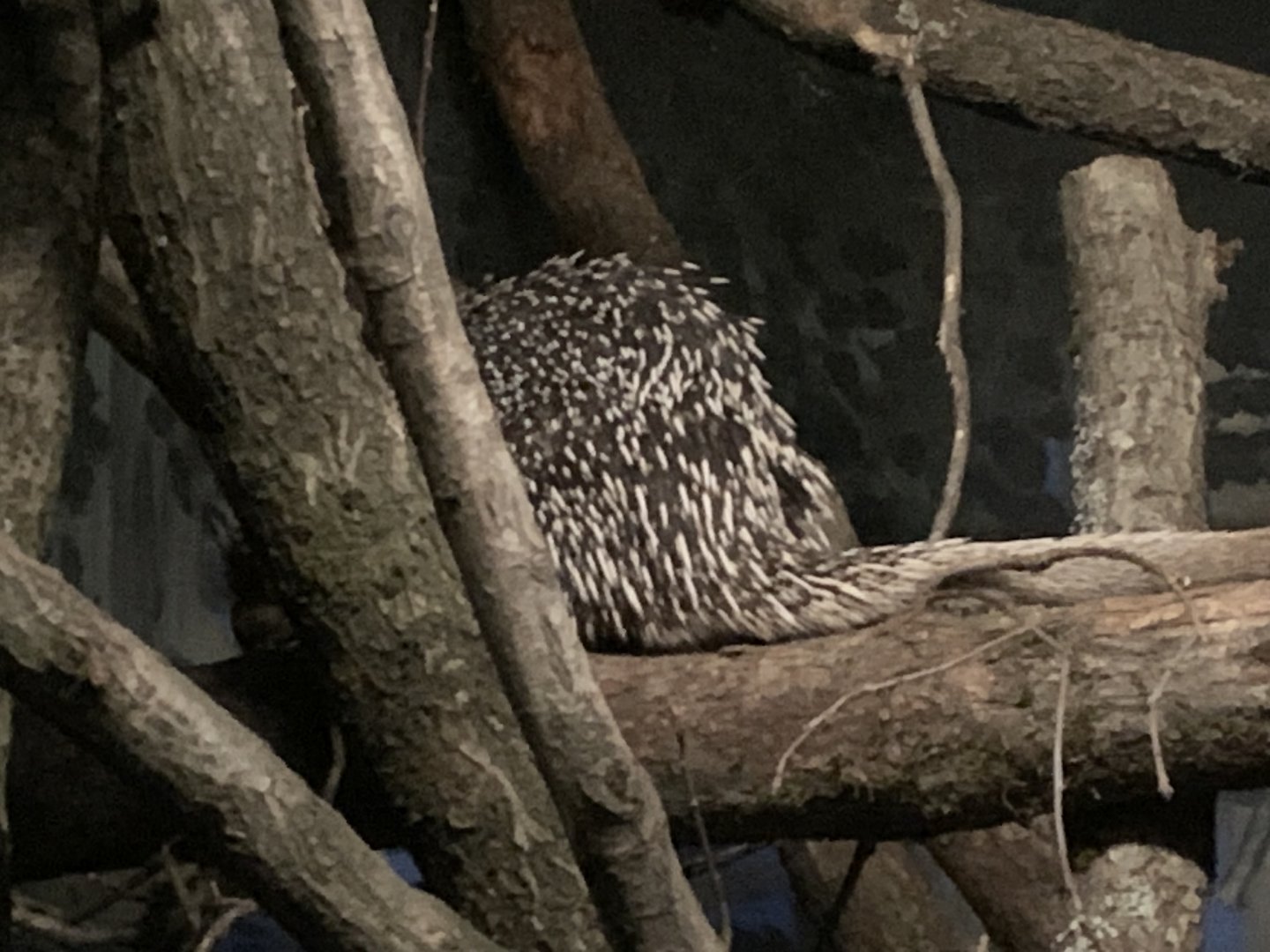 Brazilian porcupine