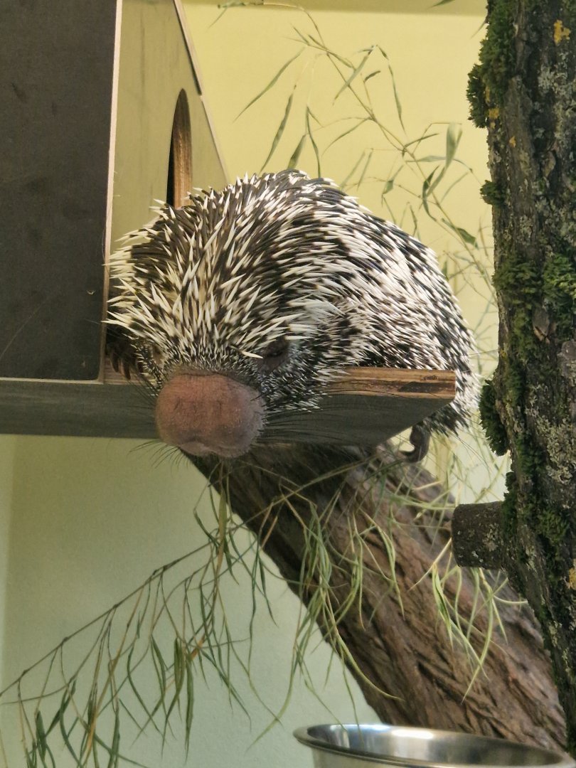 Brazilian porcupine