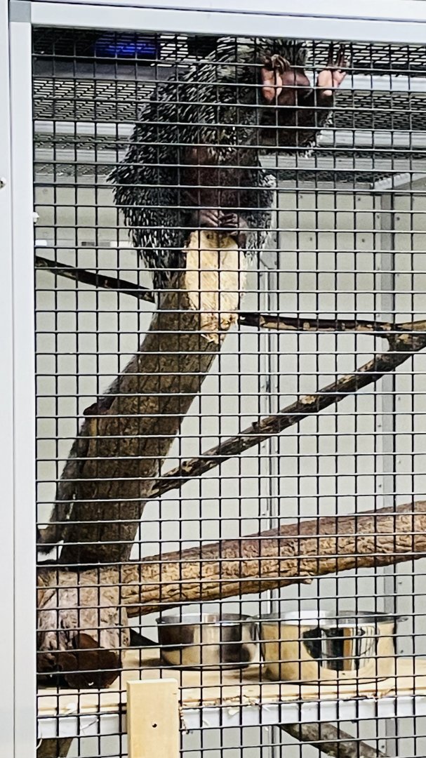 Brazilian Porcupine