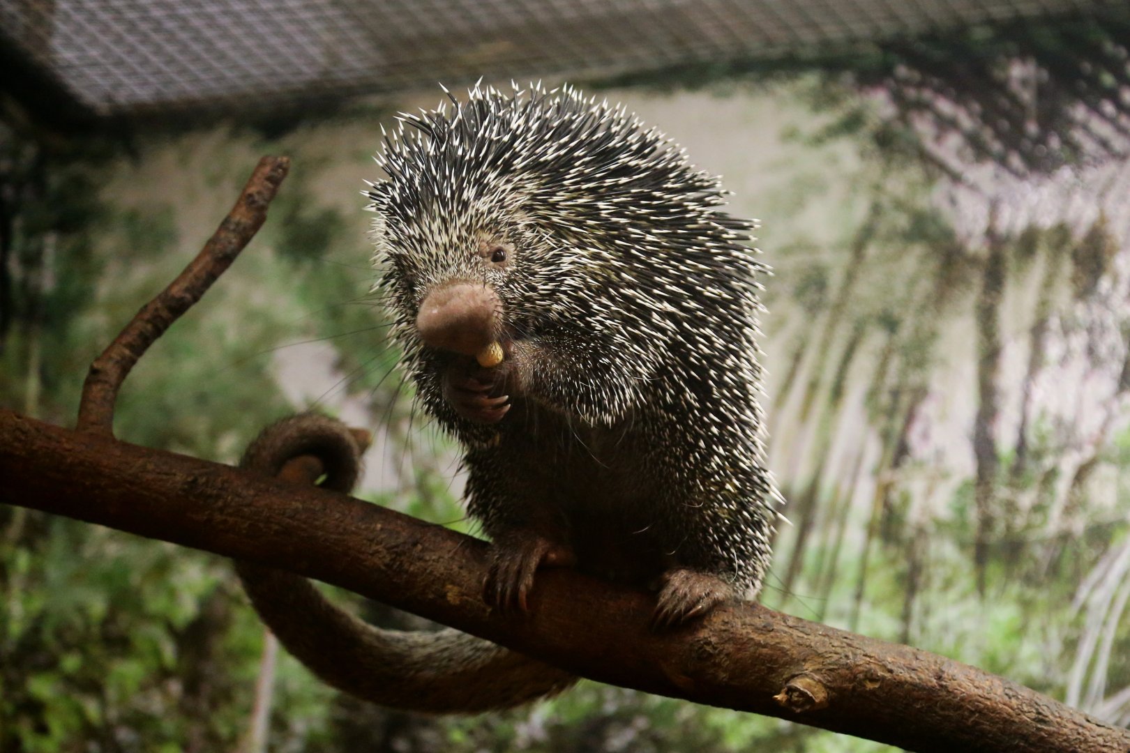 Brazilian Porcupine