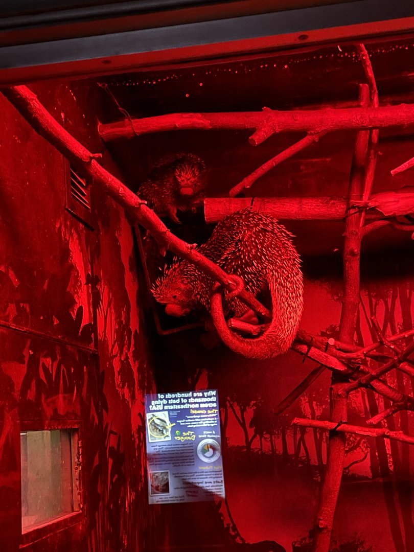 Brazilian Porcupines (5/23/22)