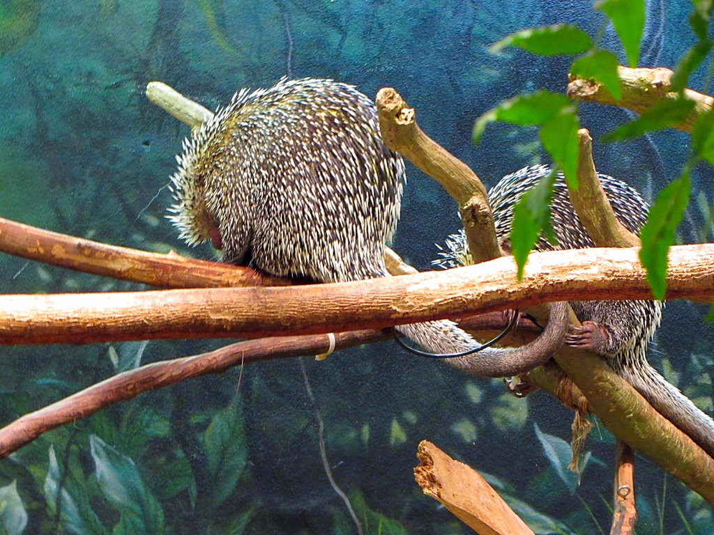 Brazilian Porcupines