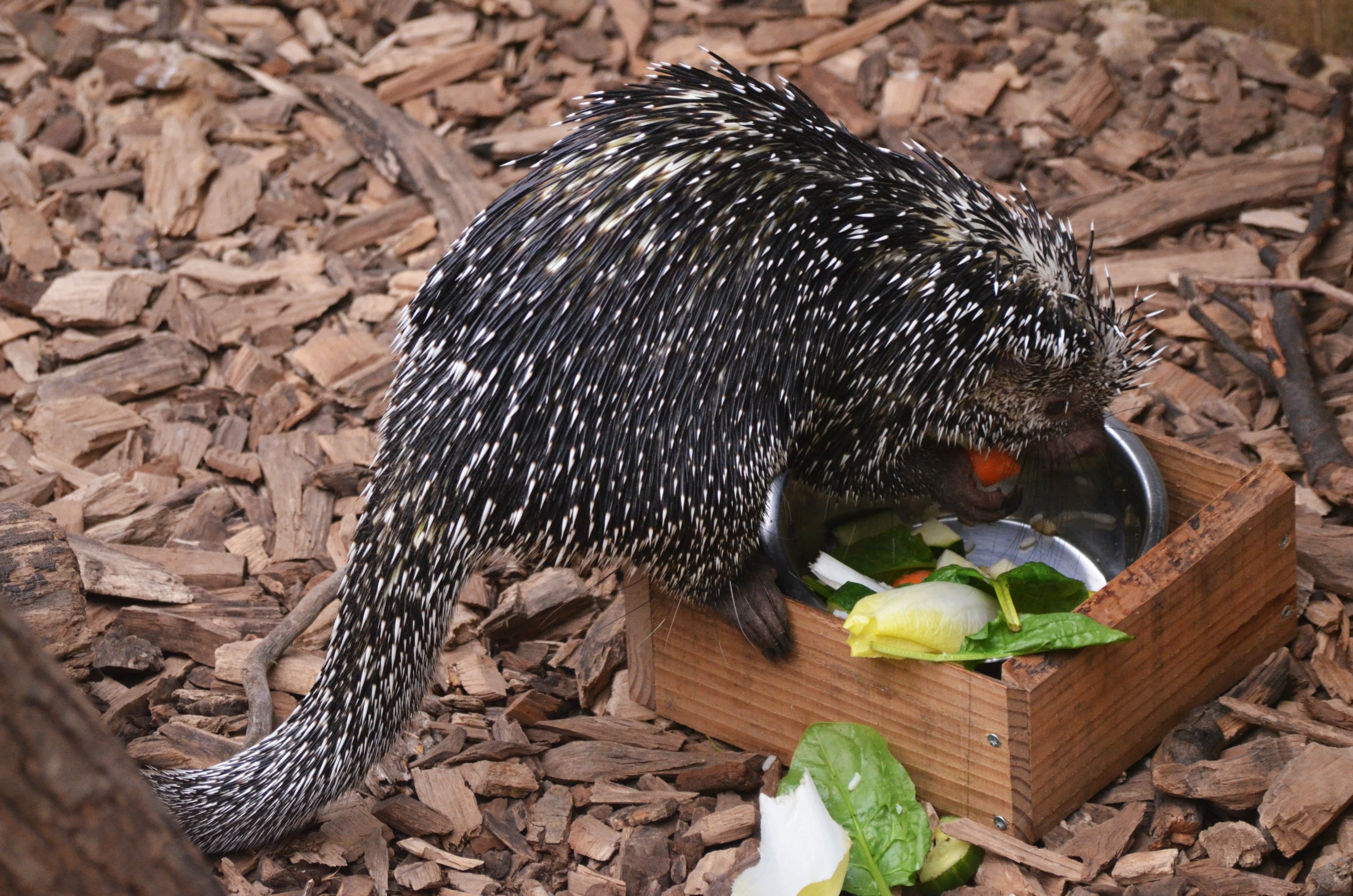 Brazilian Prehensile-tailed Porcupine at Biotropica, 16/06/18