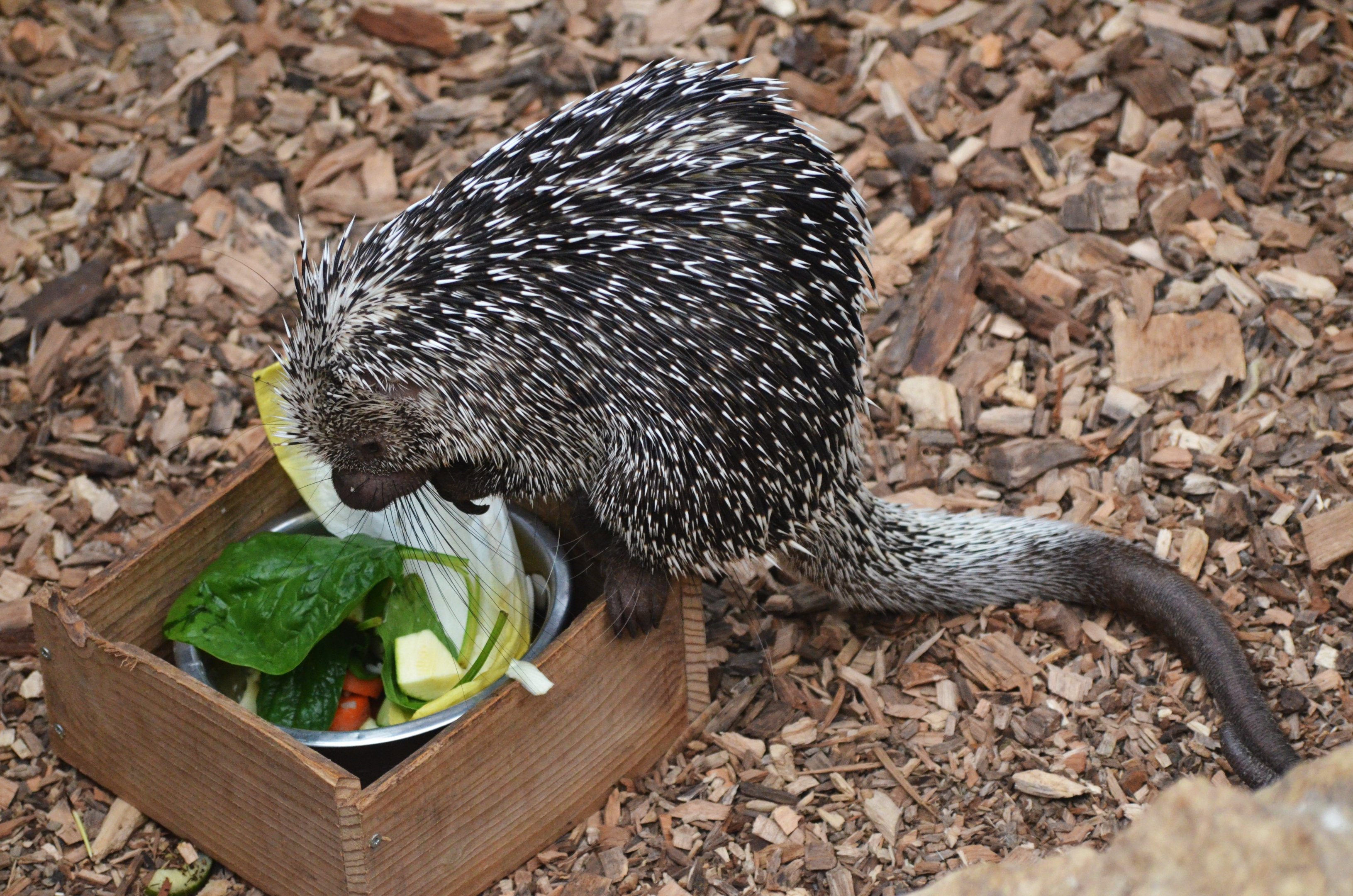 Brazilian Prehensile-tailed Porcupine at Biotropica, 16/06/18