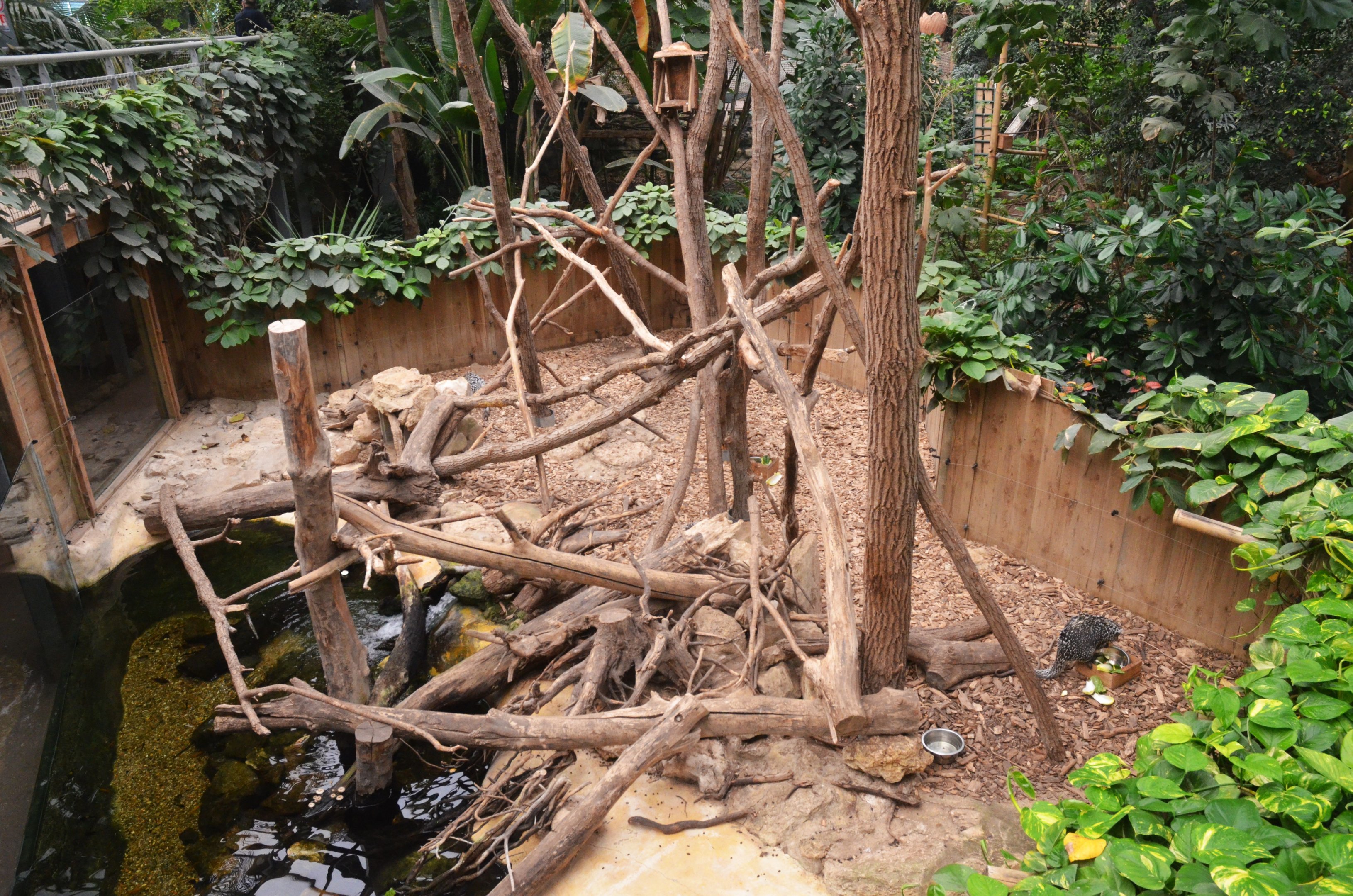 Brazilian Prehensile-tailed Porcupine Enclosure at Biotropica, 16/06/18