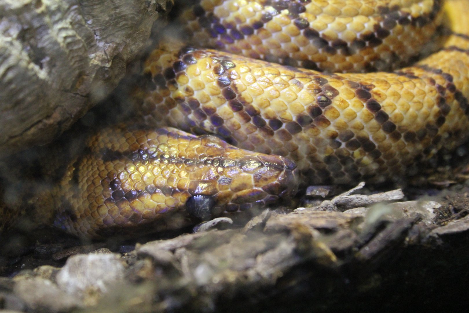 Brazilian Rainbow Boa - 1/7/2023