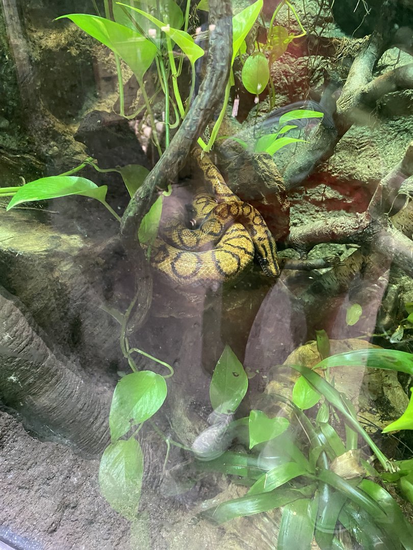 Brazilian Rainbow Boa 7-11-2023