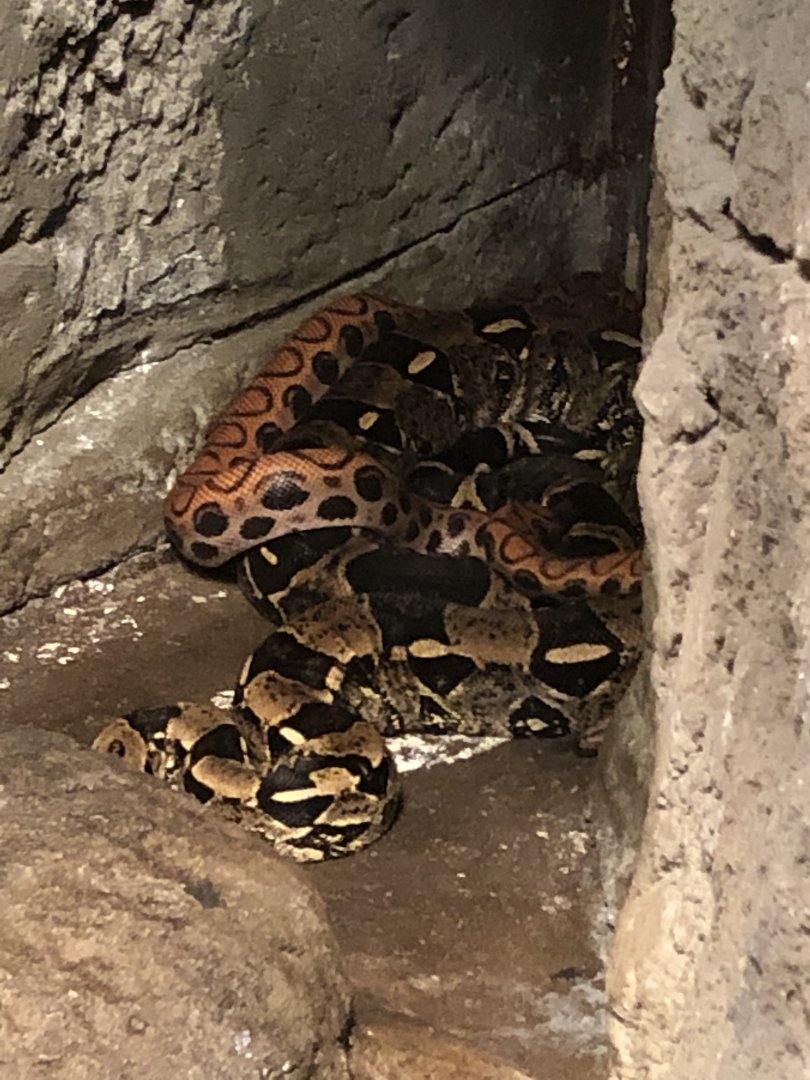 Brazilian Rainbow Boa and Boa Constrictor