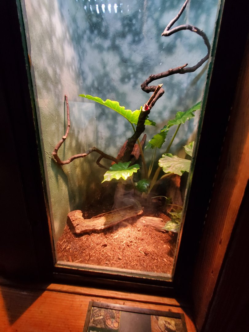 Brazilian Rainbow Boa and Smokey Jungle Frog Exhibit - August 2021