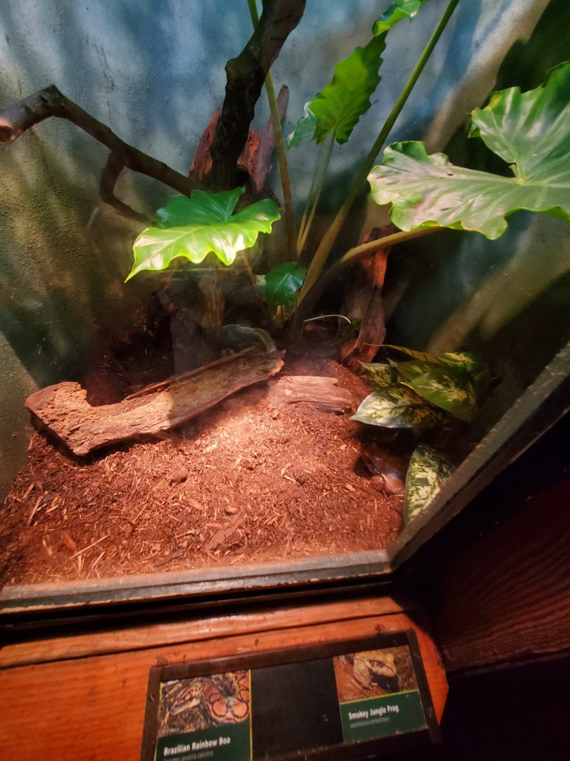 Brazilian Rainbow Boa and Smokey Jungle Frog Exhibit - August 2021