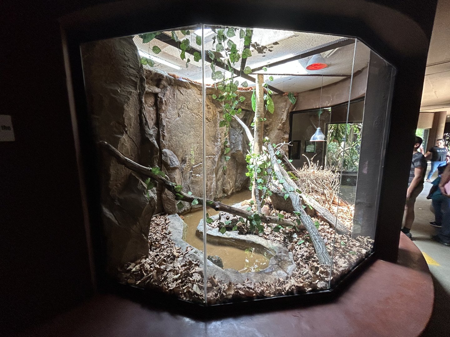 Brazilian Rainbow Boa Enclosure (Epicrates cenchria cenchria)