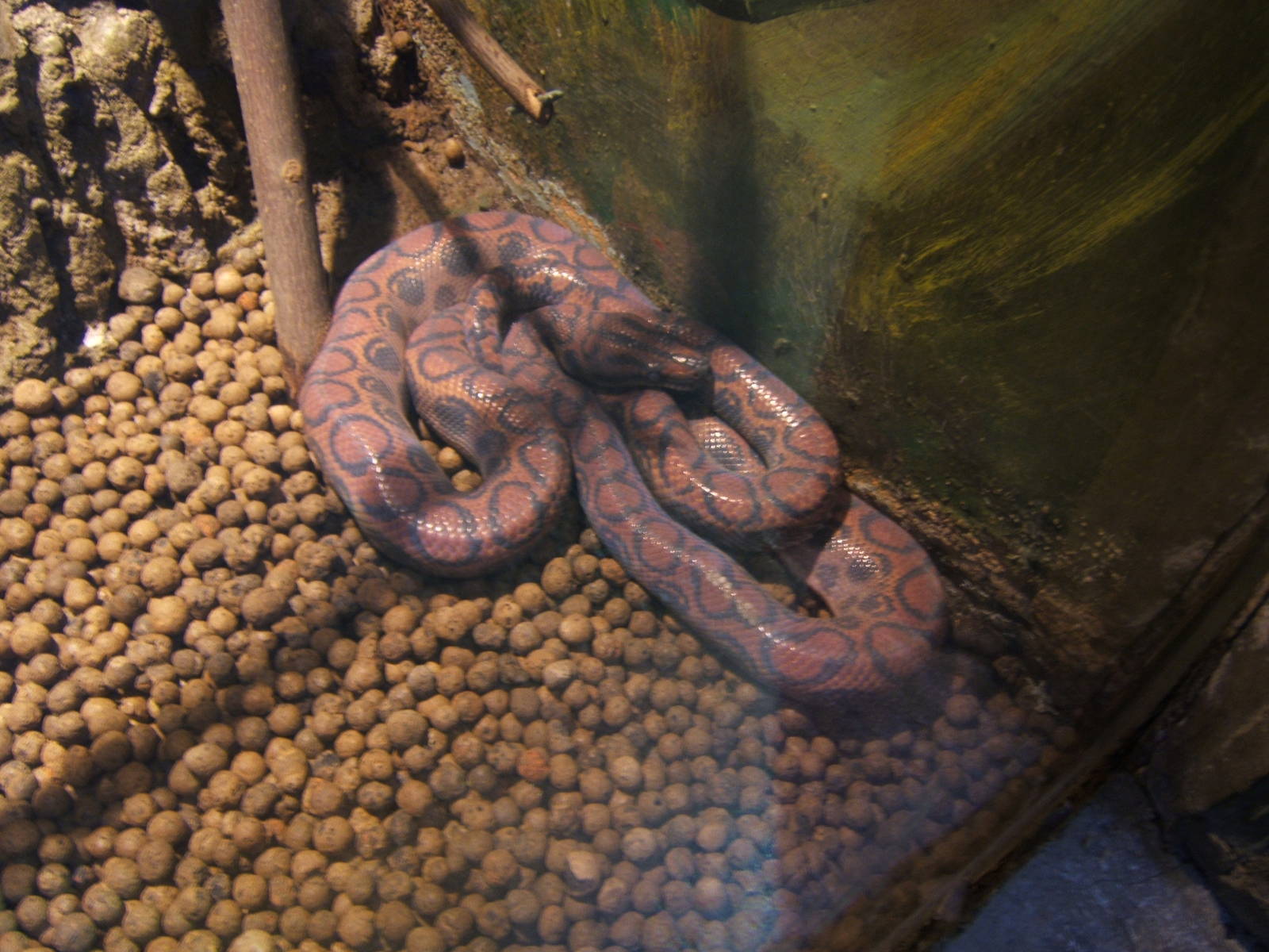 Brazilian Rainbow Boa (Epicrata cenchria cenchria)
