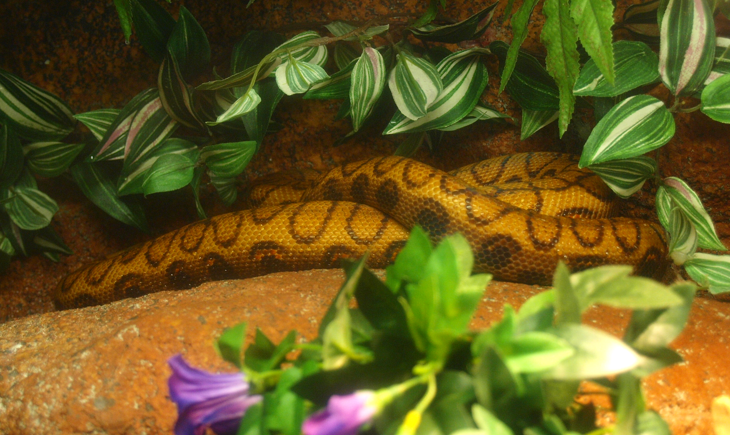 Brazilian rainbow boa (Epicrates cenchria), 2017-02-06