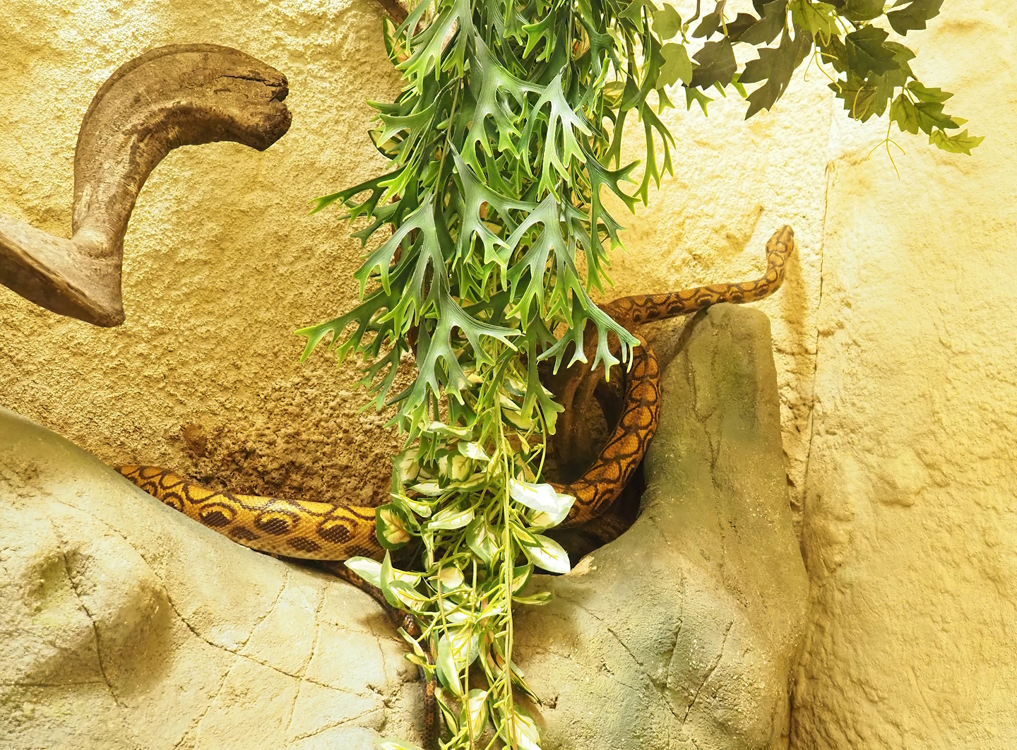 Brazilian rainbow boa (Epicrates cenchria), 2023-04-08