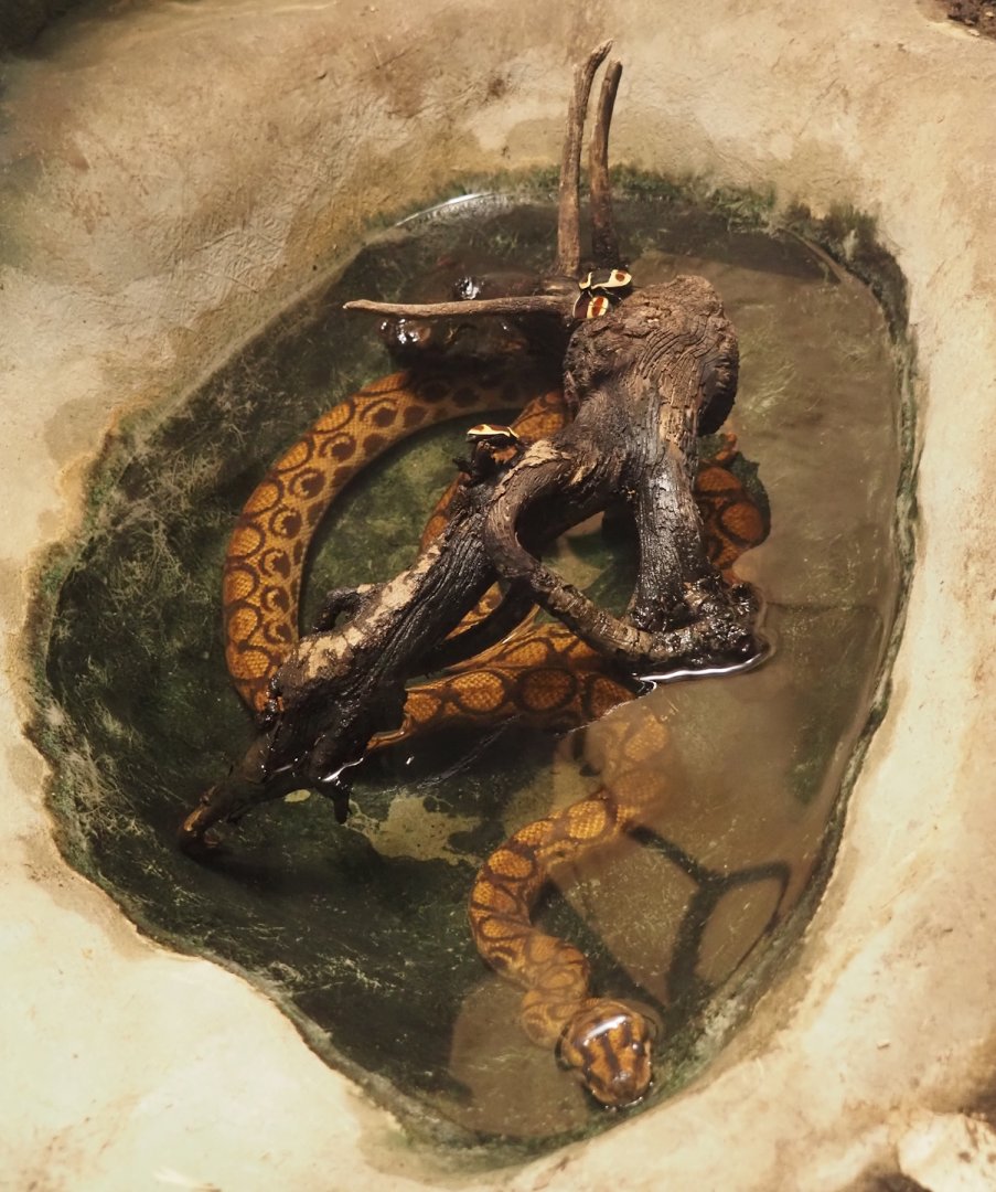 Brazilian rainbow boa (Epicrates cenchria) and Sun beetles (Pachnoda marginata), 2025-03-16