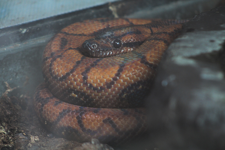 Brazilian rainbow boa (Epicrates cenchria cenchria) - Animalium BRIN