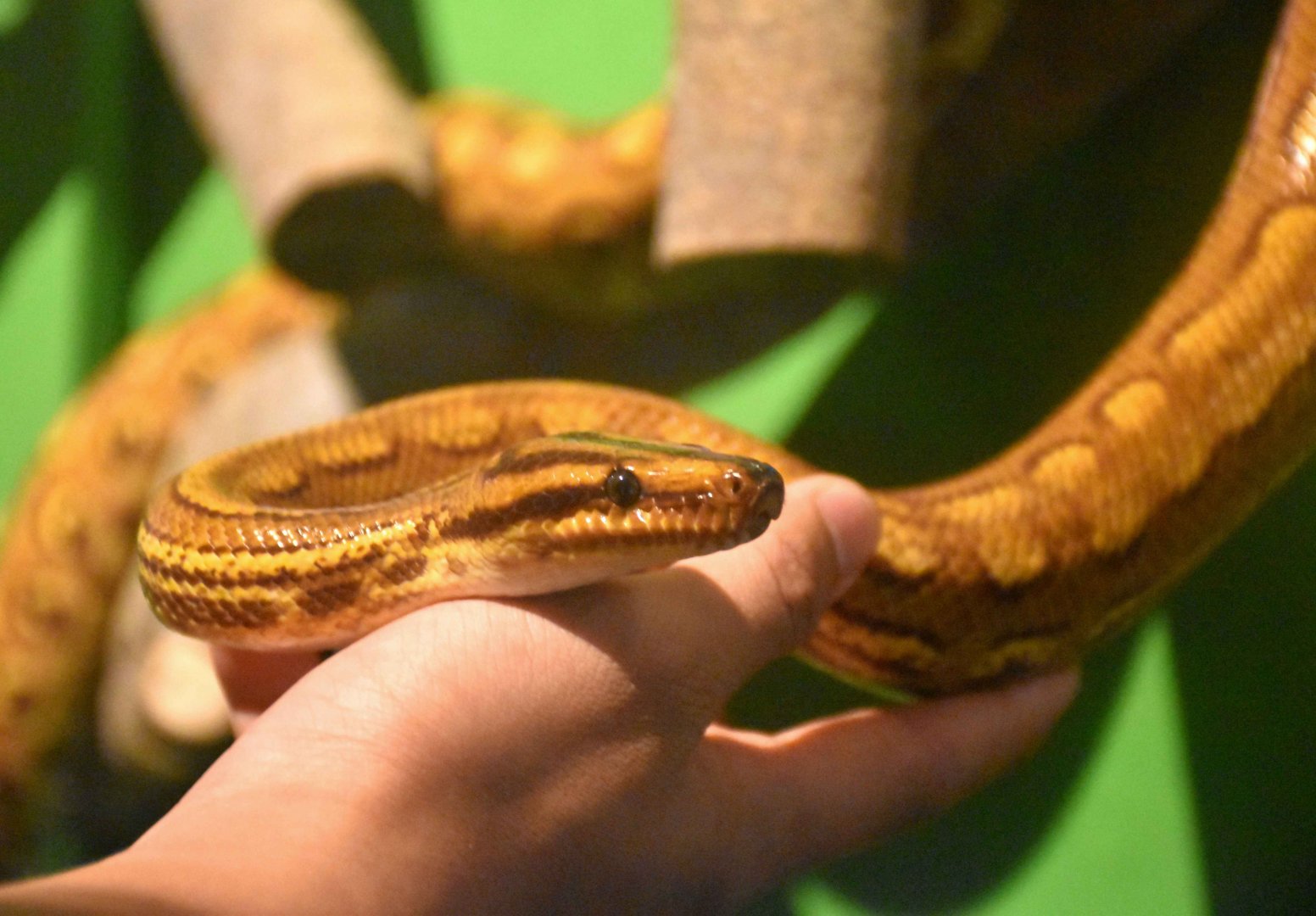 Brazilian Rainbow Boa (Epicrates cenchria cenchria)