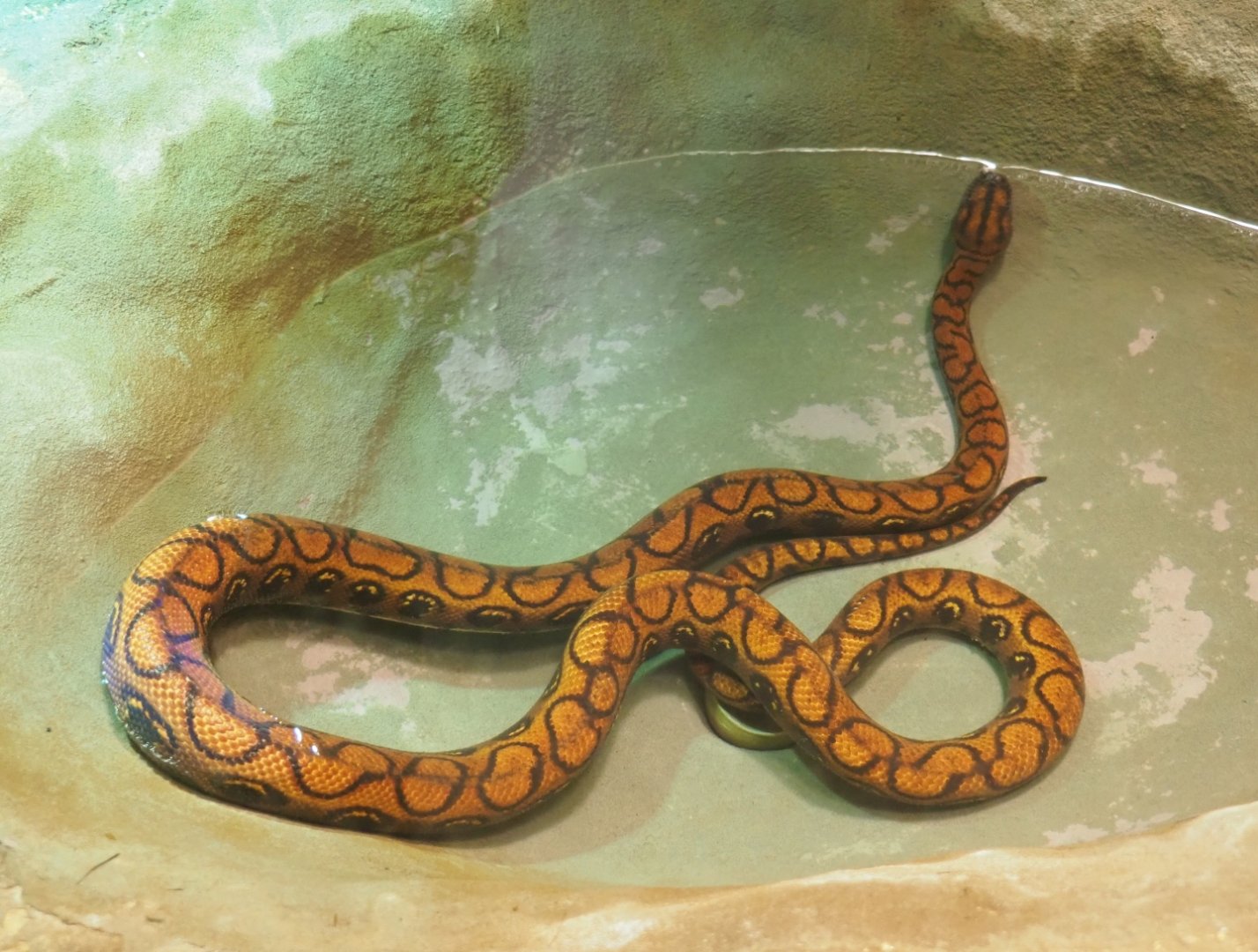 Brazilian rainbow boa (Epicrates cenchria), Feb 27th, 2019