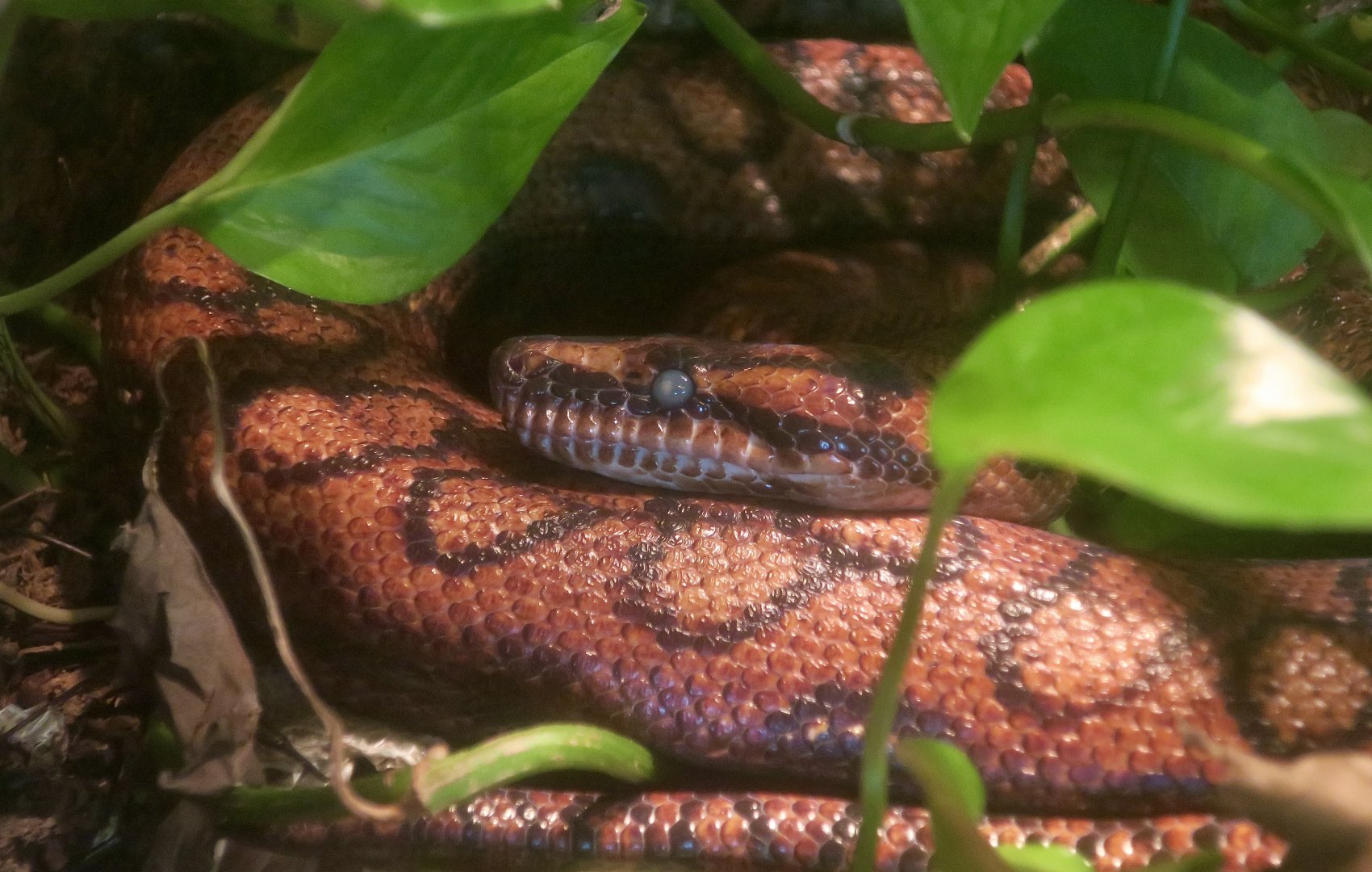 Brazilian Rainbow Boa (Epicrates cenchria)