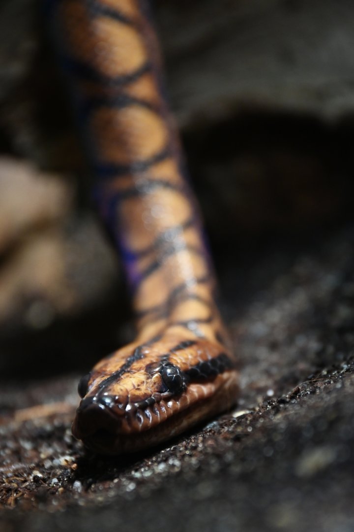 Brazilian rainbow boa Epicrates cenchria