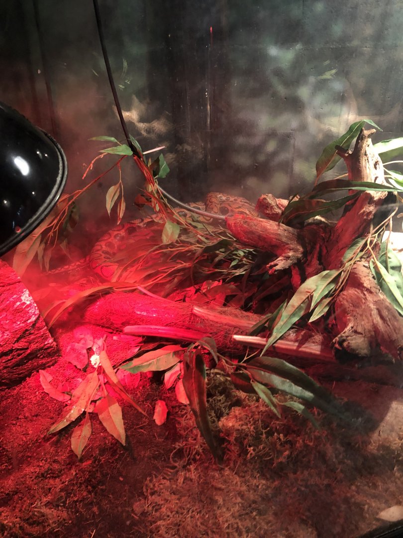 Brazilian Rainbow Boa | Henry Vilas Zoo