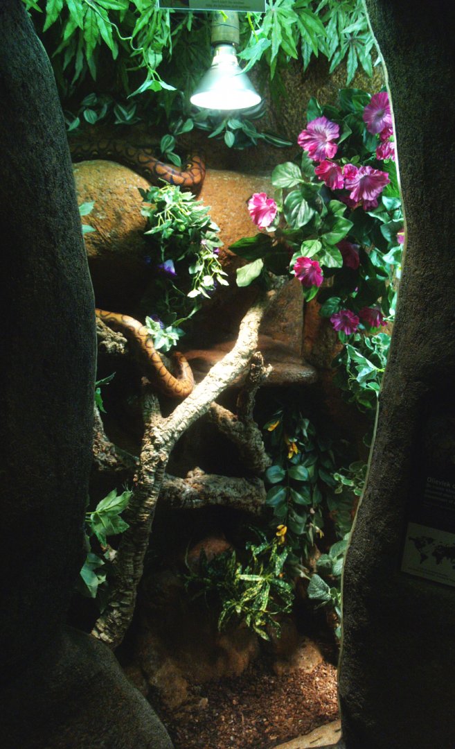 Brazilian rainbow boa terrarium, 2014-02-16