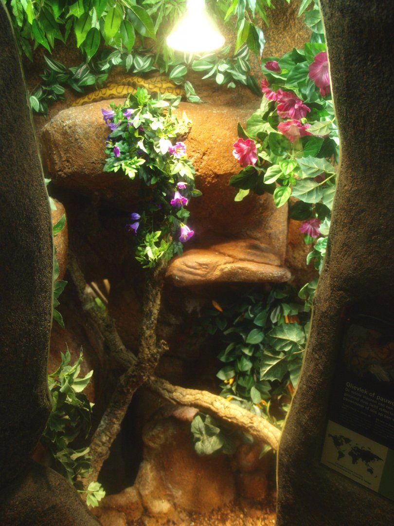 Brazilian rainbow boa terrarium, 2017-02-06