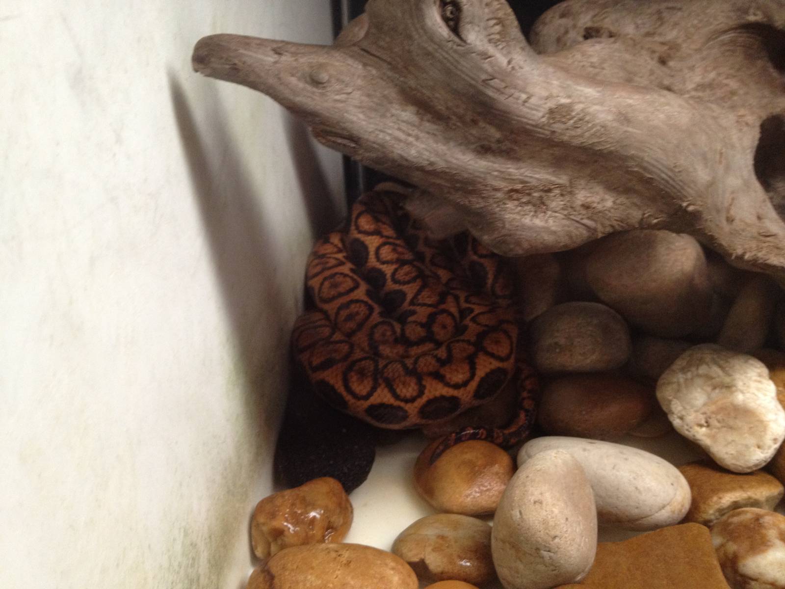 Brazilian Rainbow Boa