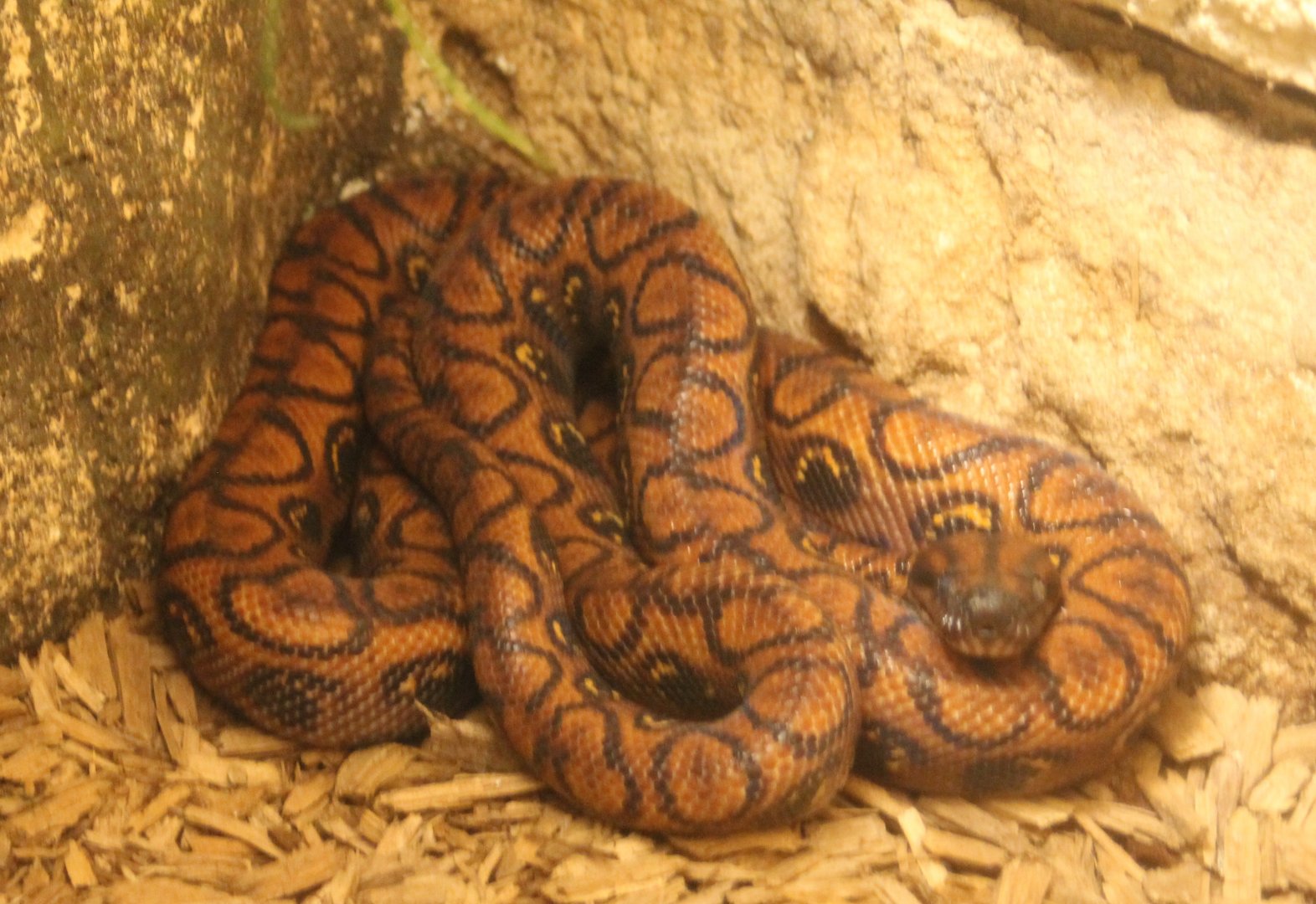 Brazilian rainbow boa