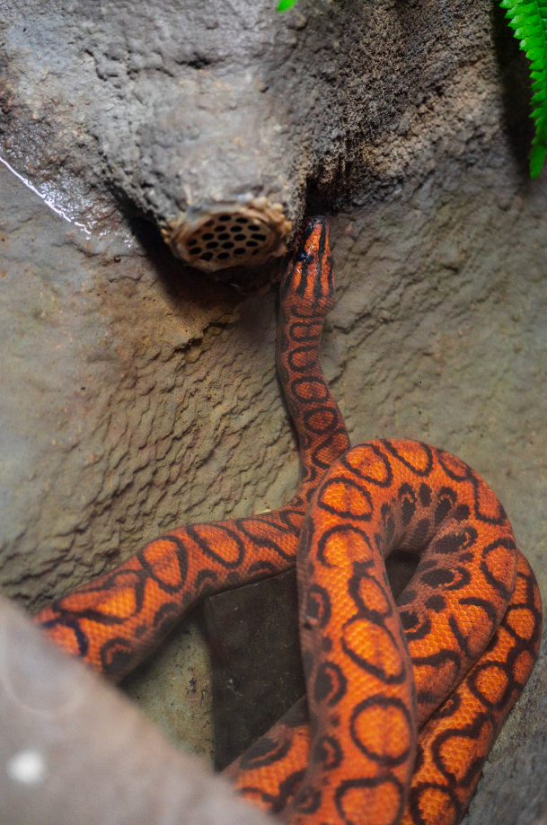 Brazilian Rainbow Boa