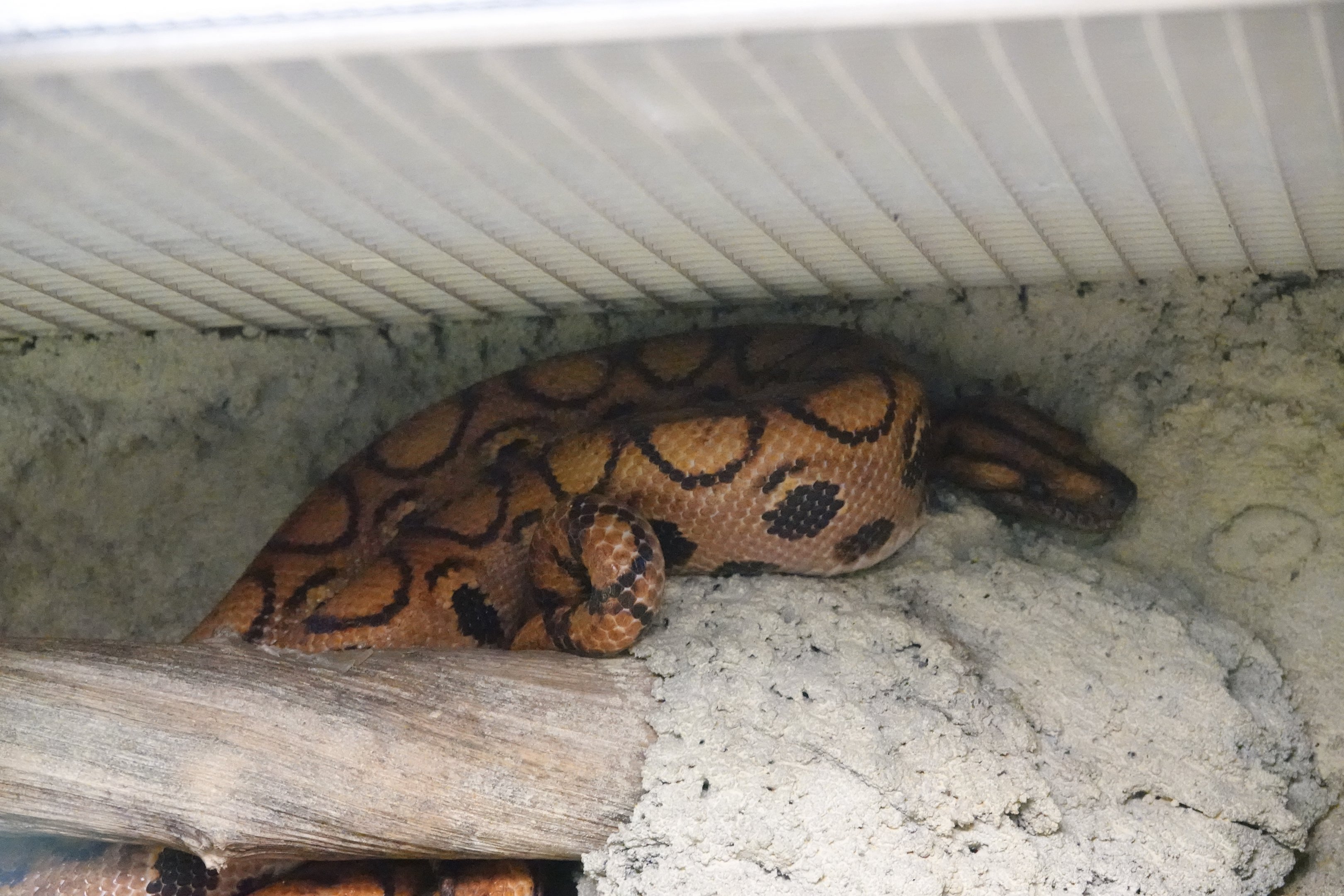 Brazilian rainbow boa