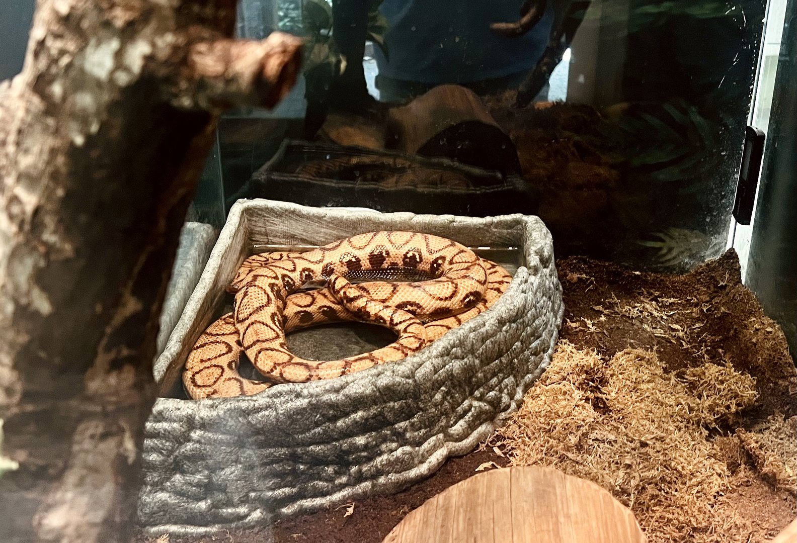 Brazilian Rainbow Boa