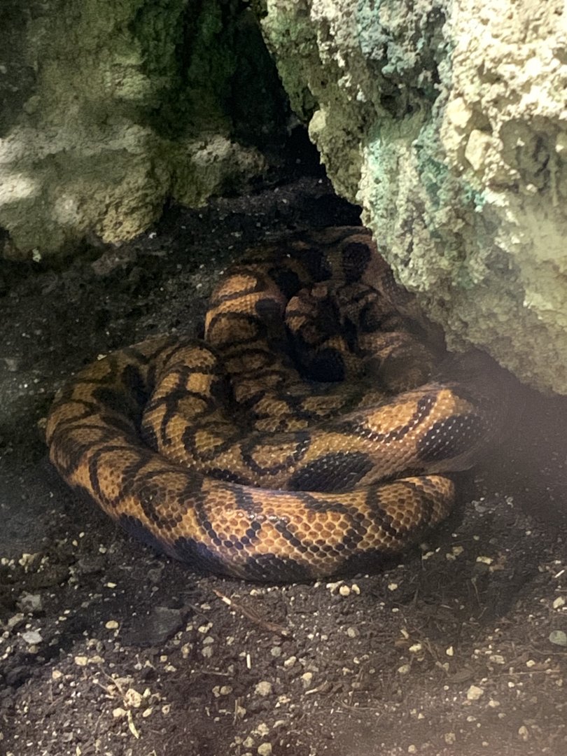 Brazilian rainbow boa