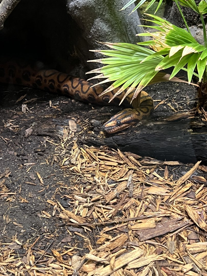 Brazilian Rainbow Boa