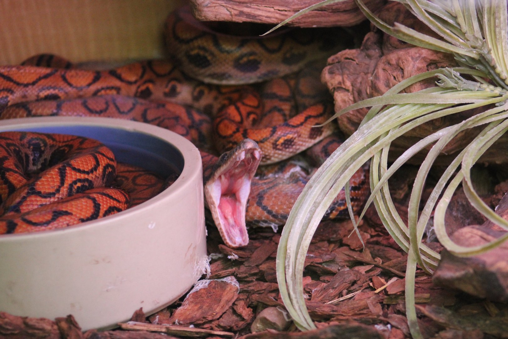 Brazilian Rainbow Boas